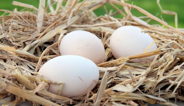 Un ou plusieurs œufs par jour et le risque de diabète augmente de 60% ? (Visuel Adobe Stock 179428456)